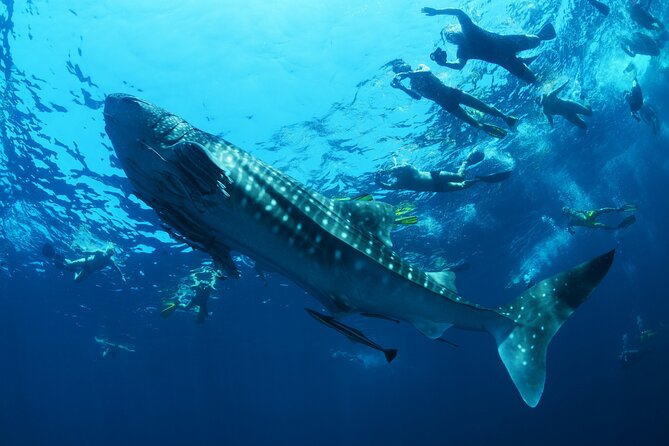 Sea of Cortez Combo: Whale Sharks, Sea Lions & Balandra Beach - A Deep Dive into the Tour Experience