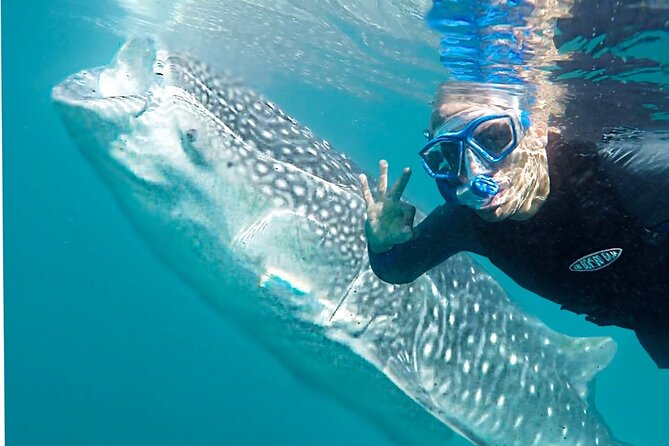 Sea of Cortez Combo: Whale Sharks, Sea Lions & Balandra Beach - Why This Tour Excels for Travelers