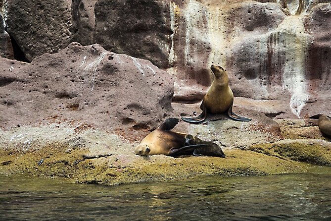 Full-Day Tour Nature Experience at Isla Espiritu Santo! Sea Lions - Final Thoughts: Who Should Consider This Tour?