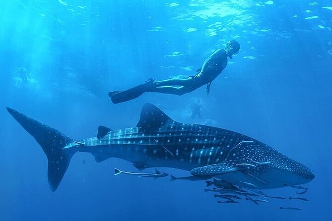 Swim with Whale Shark from La Paz - A Deep Dive into the Whale Shark Swim Experience