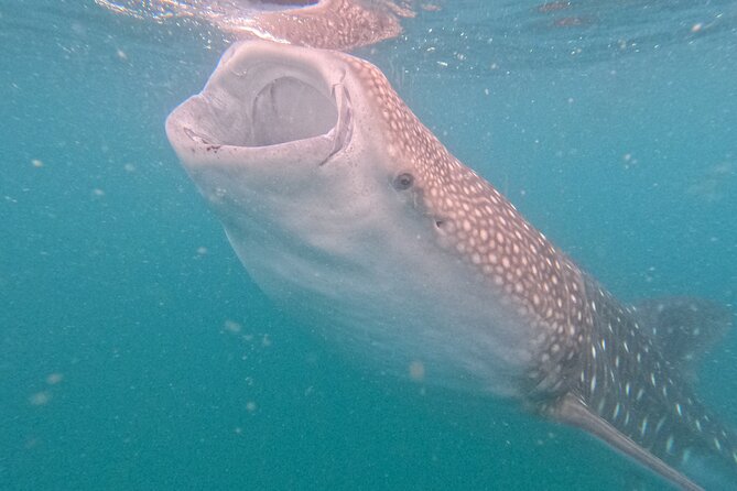 Small group whale shark experiences in La Paz - What Travelers Love About the Experience