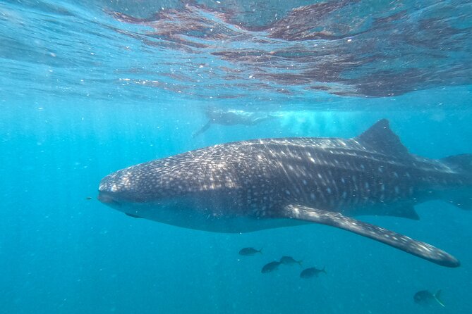 Small group whale shark experiences in La Paz - The Itinerary: What to Expect on the Day