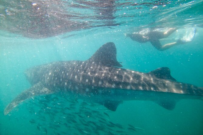 Small group whale shark experiences in La Paz - Who Should Consider This Tour?
