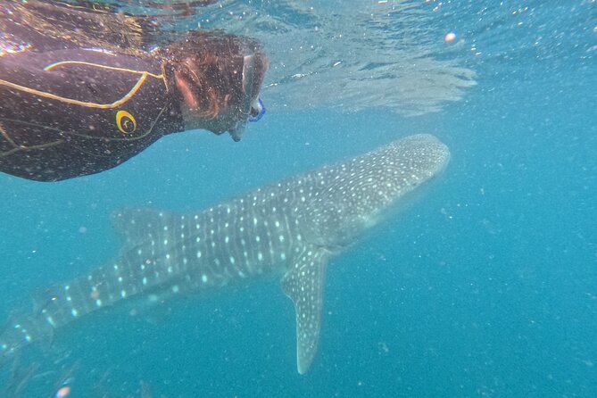 Small group whale shark experiences in La Paz - Practical Considerations and Tips