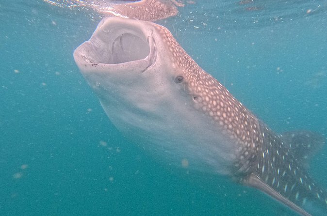 Small group whale shark experiences in La Paz - FAQs: Your Practical Questions Answered