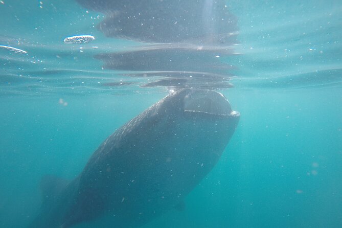 Whale sharks and sea lions snorkeling plus Balandra beach lunch - Final Thoughts