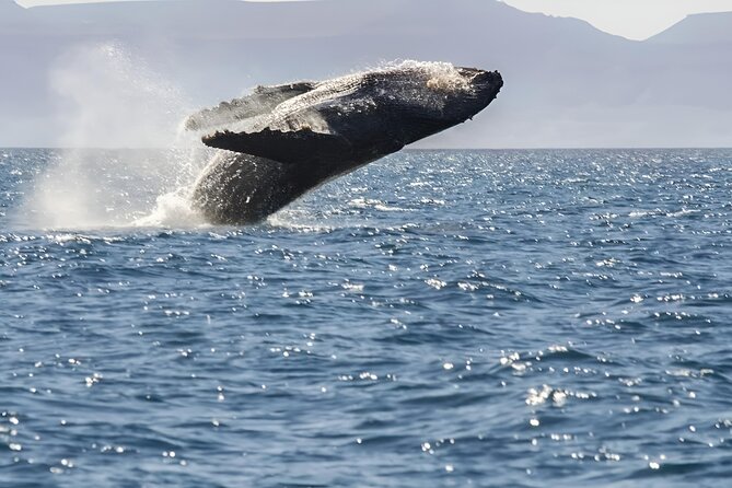 Espiritu Santo Wildlife Expedition and Snorkeling Tour (Private) - Final Thoughts