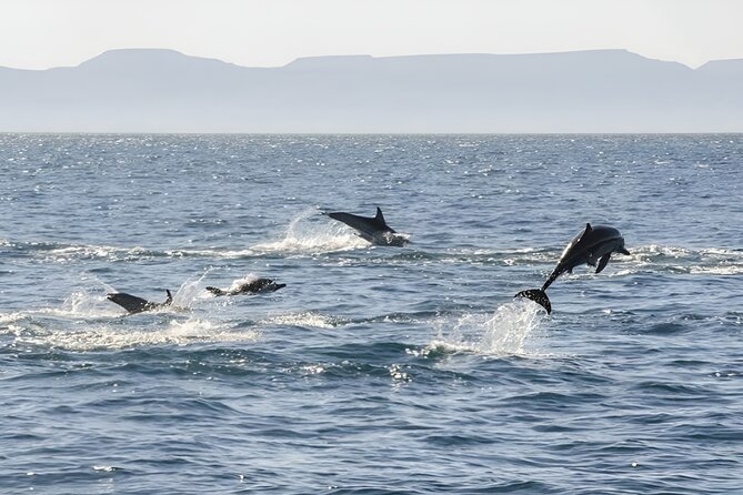 Espiritu Santo Wildlife Expedition and Snorkeling Tour (Private) - Snorkeling at Isla Los Islotes: An Intimate Encounter