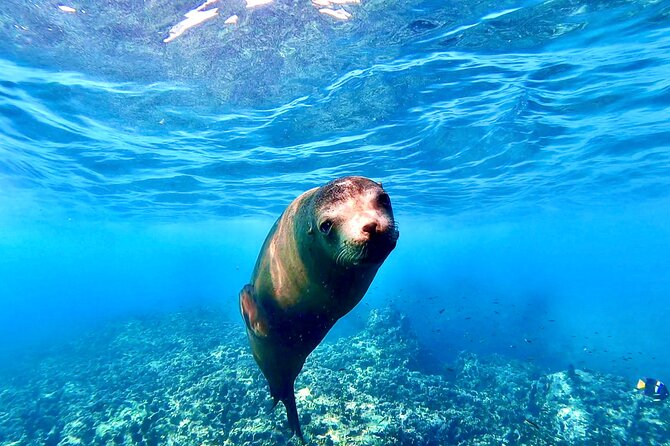 Espiritu Santo Wildlife Expedition and Snorkeling Tour (Private) - Key Points