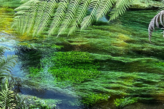 Ex Hamilton: TRIPLE DEAL Wai O Tapu, Redwood Forest & Blue Spring - The Real Value: What Sets This Tour Apart