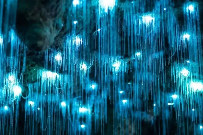 From Hamilton: Waitomo Glowworm & Cave Explorer Small Group Tour - The Cost and Value