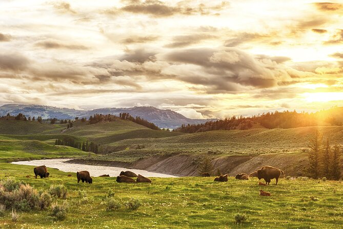 Yellowstone's Lamar Valley & Picnic With Wildlife Guide - Practical Considerations