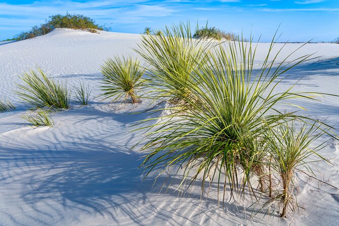 White Sands National Park Self-Guided Driving & Walking Tour - Backcountry Camping Loop Trail