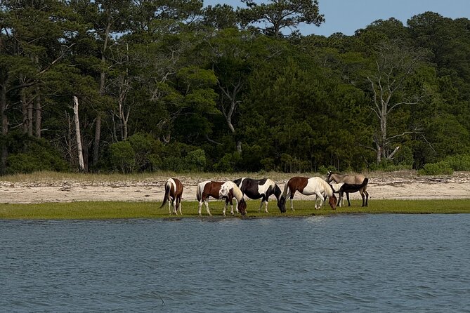 Wildlife Boat Tour with Wild Ponies and Dolphins in Chincoteague - What to Expect on the Tour