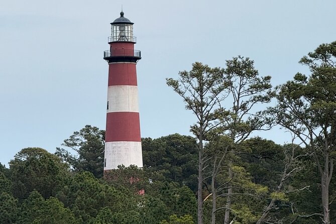 Wildlife Boat Tour with Wild Ponies and Dolphins in Chincoteague - Why This Tour Stands Out