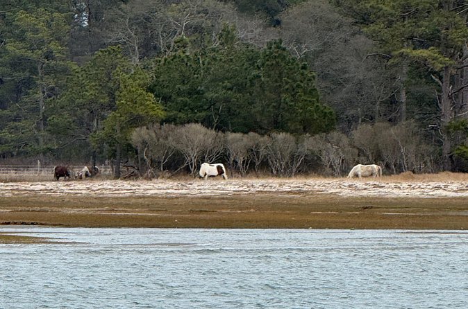 Wildlife Boat Tour with Wild Ponies and Dolphins in Chincoteague - FAQ