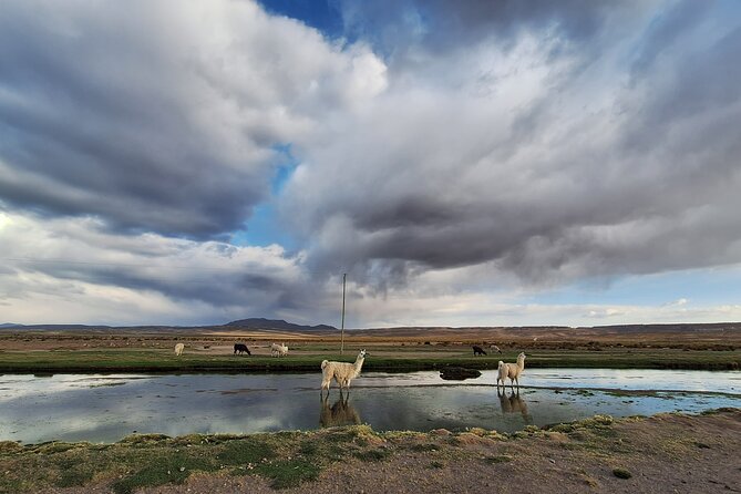 Private experience Biking in the Uyuni Salt Flats - What You Can Expect: A Balanced Look