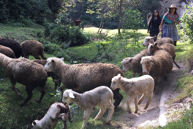 Hike in pristine Forest, a view from above Atitlan - Is This Tour for You?