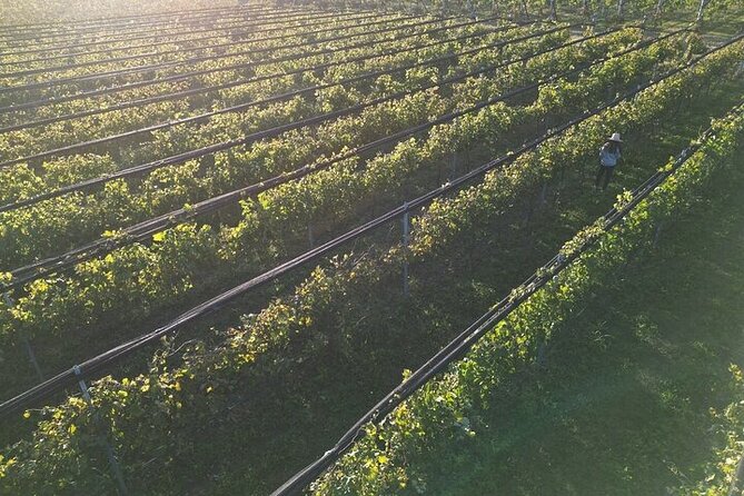 Wine Tour to Colonia Caroya, Cordoba - Half Day - Key Points