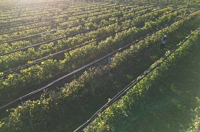 Wine Tour to Colonia Caroya, Cordoba - Half Day - Who Will Love This Tour?