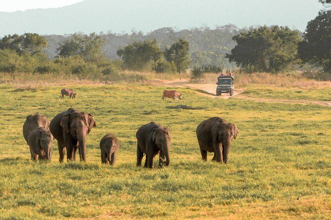 Minneriya National Park Safari from Kandy - The Itinerary Breakdown: What to Expect