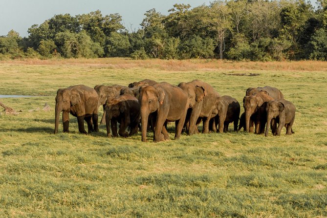 Minneriya National Park Safari from Kandy - Authentic Insights from Reviewers