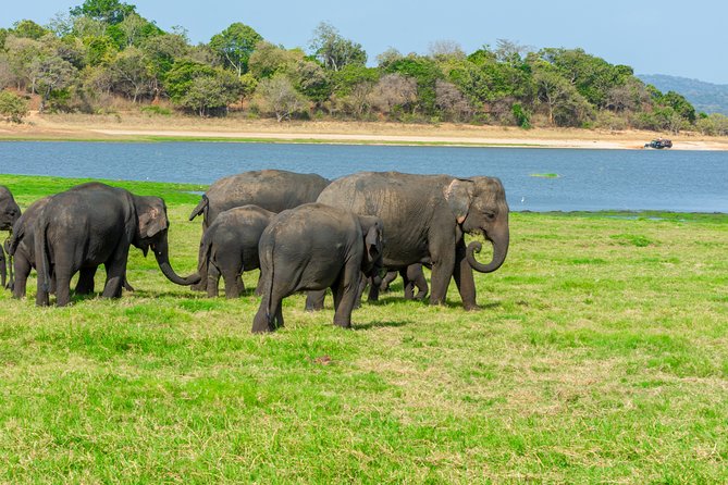 Minneriya National Park Safari from Kandy - Who Will Love This Tour?