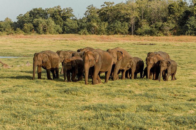 Minneriya National Park Safari from Kandy - FAQ