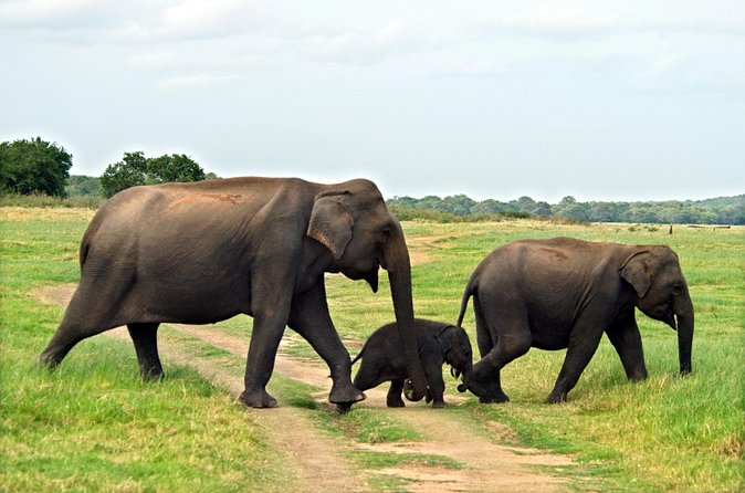 Minneriya National Park Safari from Kandy - Why Choose This Tour?