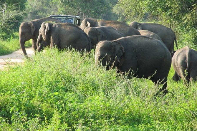 Wasgamuwa National Park Safari from Kandy - Key Points