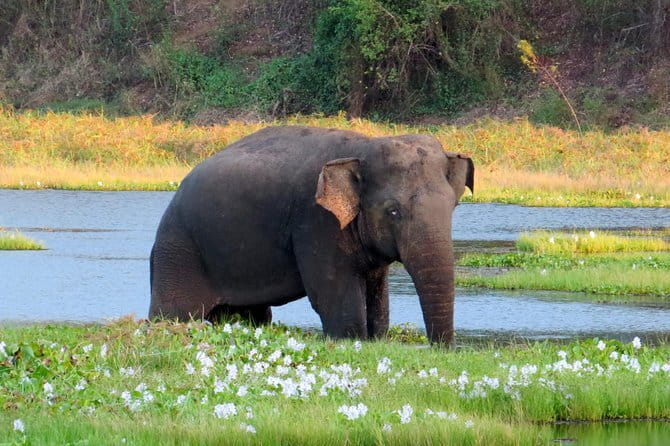 Wasgamuwa National Park Safari from Kandy - FAQs