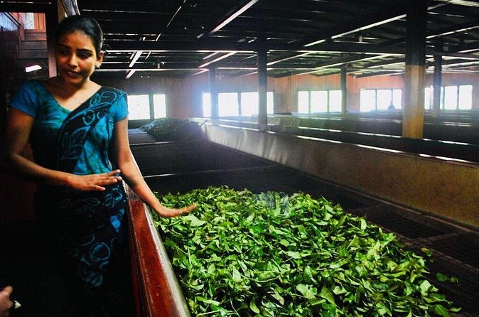 Horton Plains Tea Factory and Nuwara Eliya Day Tour - Who Should Consider This Tour?