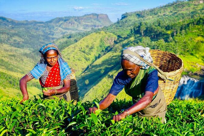 Horton Plains Tea Factory and Nuwara Eliya Day Tour - Key Points