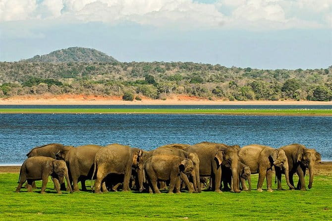 Kandy Sigiriya Rock and Village Safari Day Trip - Who Should Consider This Tour?