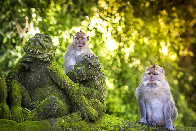 Charter Standard Vehicle with Driver at Bali- 5 Hours Usage - Good To Know