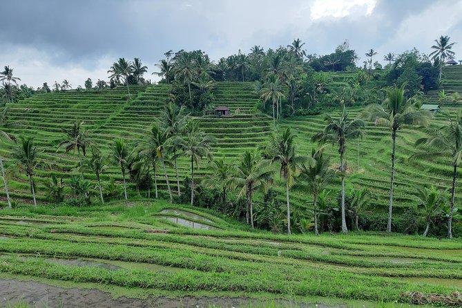 Jatiluwih Rice Terrace & Tanah Lot Tours - An In-Depth Look at Each Stop