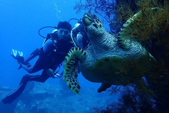 Nusa Dua Watersport : Parasailing Adventure, Tubing Ride, Banana and Fly Fish - Who Will Love This Tour?