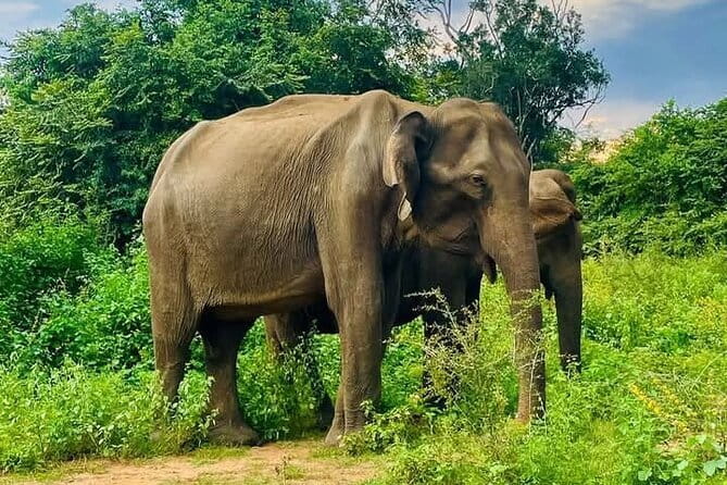 Galle/Mirissa/Tangalle: Transfer to Ella & Yala/Udawalawa Safari - Final Thoughts