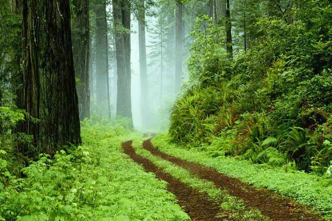 Sinharaja Rain Forest Tour from Tangalle - A Closer Look at the Sinharaja Rainforest Tour