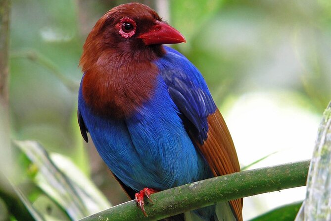 Sinharaja Rain Forest Tour from Tangalle - Key Points