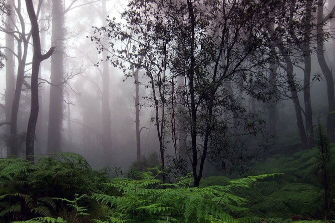 Sinharaja Rain Forest Tour from Tangalle - Value for Money and Practical Tips