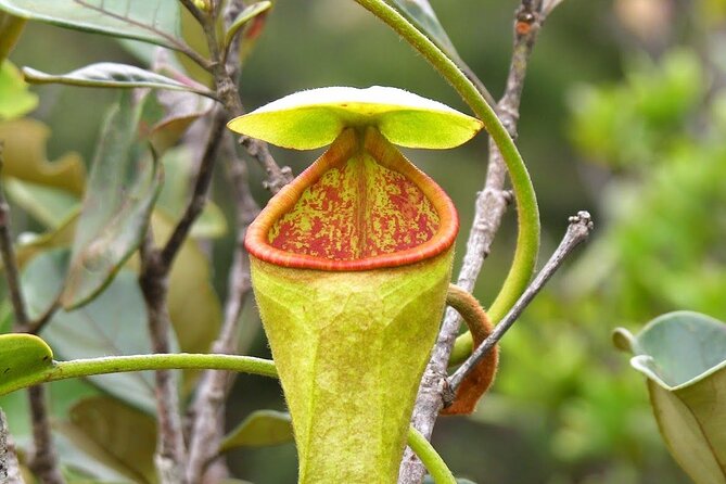 Sinharaja Rain Forest Tour from Tangalle - FAQ