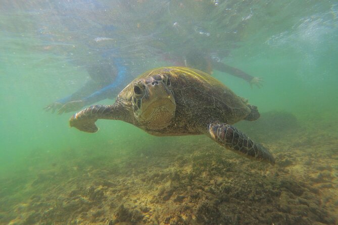 Snorkeling with Sea Turtles in Mirissa (Pickup and Drop included) - Practical Details and Tips