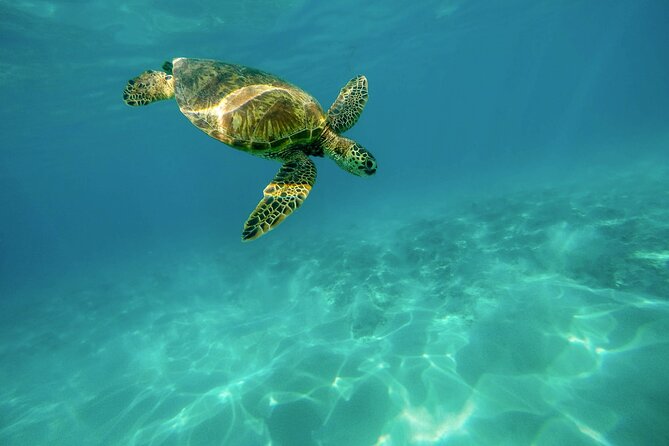 Snorkeling with Sea Turtles in Mirissa (Pickup and Drop included) - Authentic Insights from Travelers