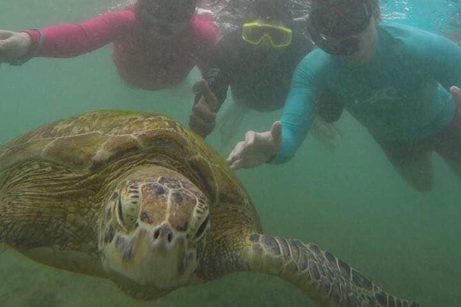 Snorkeling with Sea Turtles in Mirissa (Pickup and Drop included) - Frequently Asked Questions
