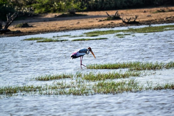 Birdwatching by Boat at Kalametiya Sanctuary - Key Points