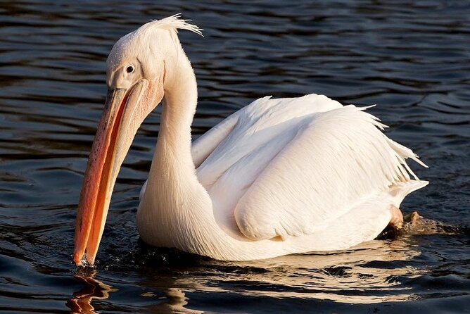 Birdwatching by Boat at Kalametiya Sanctuary - Why Choose the Kalametiya Sanctuary Birdwatching Tour?