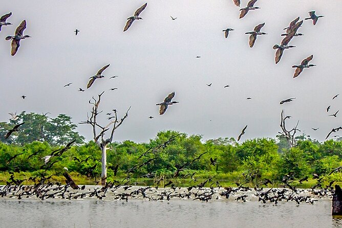 Birdwatching by Boat at Kalametiya Sanctuary - What to Expect During the Tour