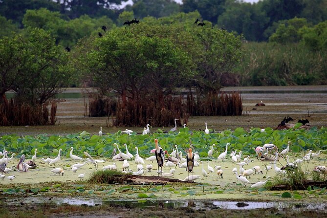 Birdwatching by Boat at Kalametiya Sanctuary - Who Is This Tour Best For?