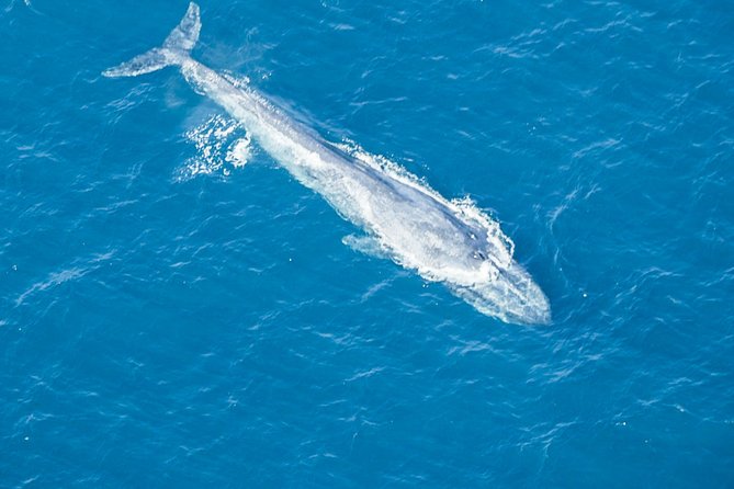 Aerial Whale Watching by Airplane from Koggala Airport (KCT) - Key Points